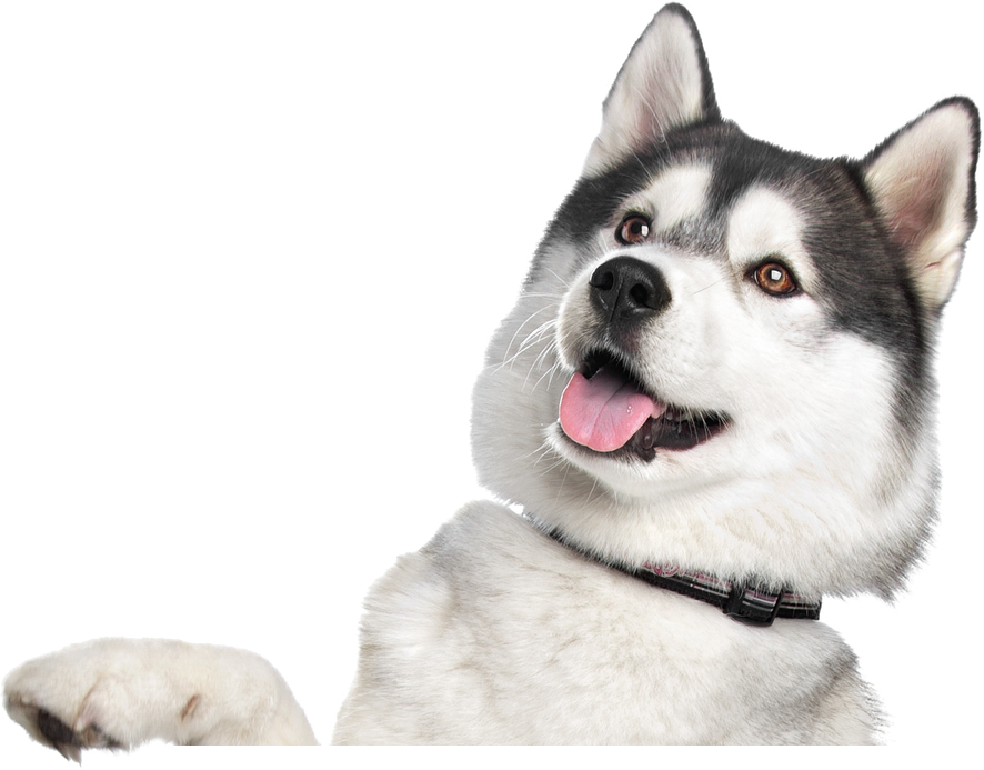 Зооферма Шихово